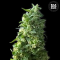 LIME SKUNK